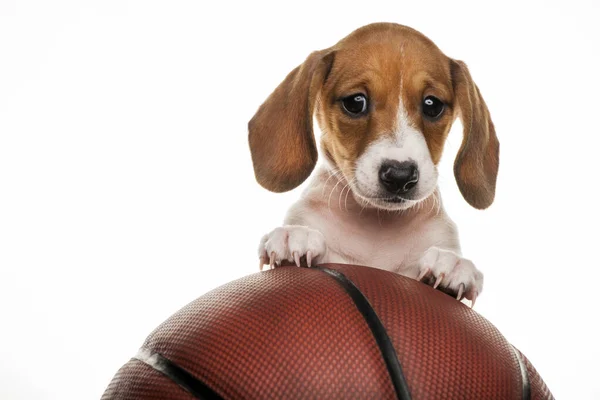 Bild Von Hund Basketball Weißen Hintergrund — Stockfoto