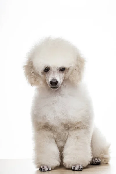 Obraz Białego Tła Psa — Zdjęcie stockowe