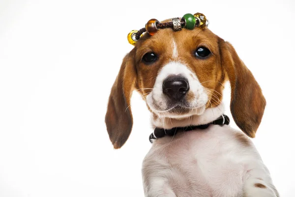 Imagen Perro Pulsera Fondo Blanco — Foto de Stock