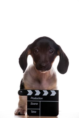 Köpek çırpma tahtası beyaz arkaplan resmi 