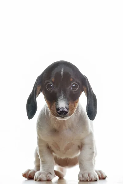Bild Des Hundes Weißer Hintergrund — Stockfoto