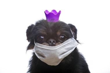 Köpek maskesi beyaz arkaplan resmi 