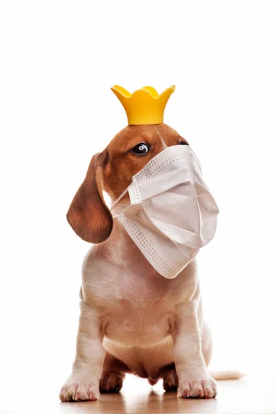 Afbeelding Van Hond Masker Witte Achtergrond — Stockfoto