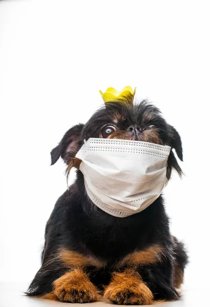 Bild Hund Mask Vit Bakgrund — Stockfoto