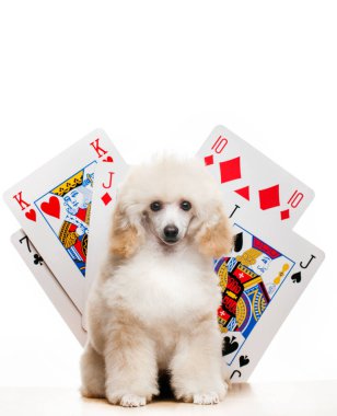 Kağıt oynayan köpek resmi beyaz arkaplan