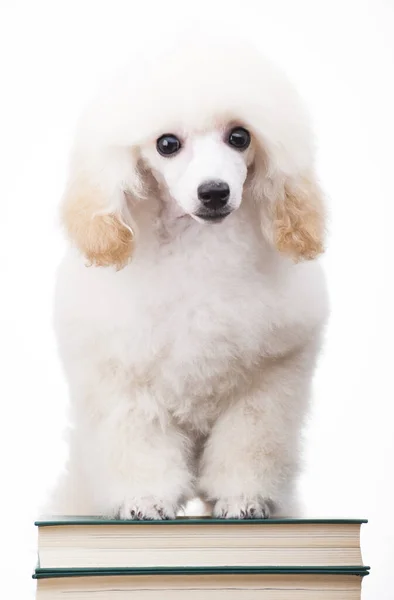 Image Dog Book White Background — Stock Photo, Image