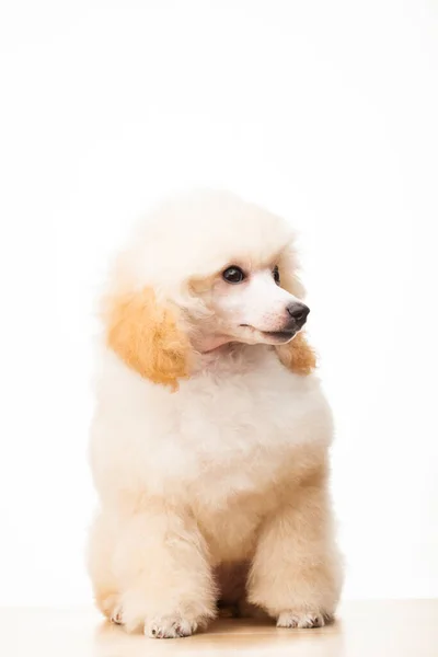 Зображення Собаки Білого Фону — стокове фото