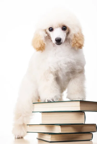 Image Dog Book White Background — Stock Photo, Image