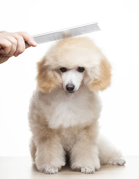 Bild Des Hundes Haarbürste Hand Weißen Hintergrund — Stockfoto