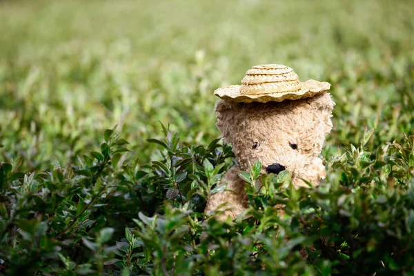 Image Toy Bear Hat Garden — Stock Photo, Image