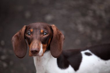 Köpek arkaplanının resmi 