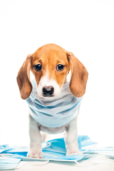Afbeelding Van Hond Medisch Masker Witte Achtergrond — Stockfoto