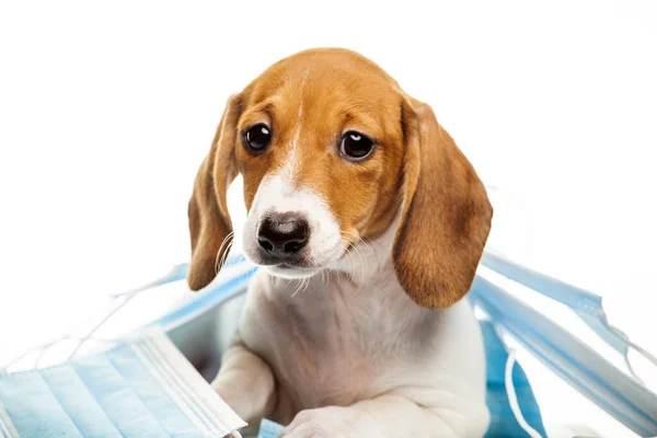 Afbeelding Van Hond Medisch Masker Witte Achtergrond — Stockfoto