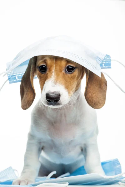 犬の医療用マスクの白い背景の画像 — ストック写真