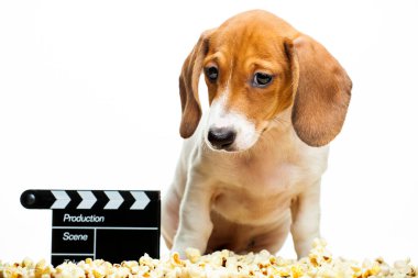 Köpek beyazı arkaplan resmi 