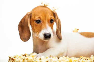 Köpek patlamış mısır görüntüsü beyaz arkaplan 