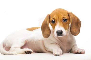 Köpek beyazı arkaplan resmi 