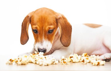 Köpek patlamış mısır görüntüsü beyaz arkaplan 