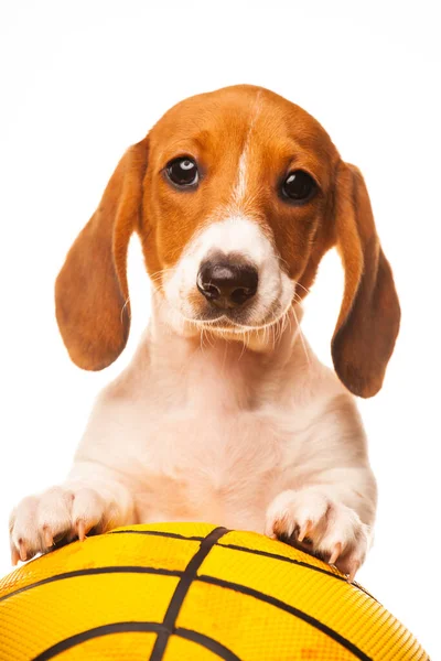 Afbeelding Van Hond Basketbal Witte Achtergrond — Stockfoto