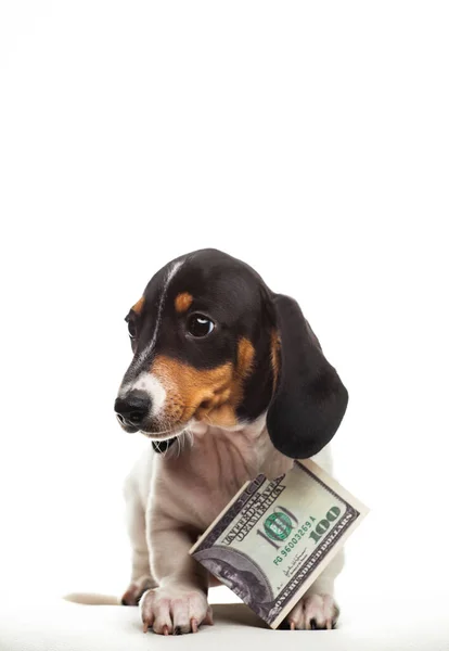 Εικόνα Του Σκύλου Χρήματα Λευκό Φόντο — Φωτογραφία Αρχείου