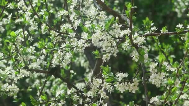 苹果树花的片段 — 图库视频影像