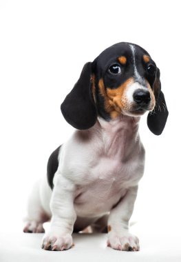 Köpek beyazı arkaplan resmi 