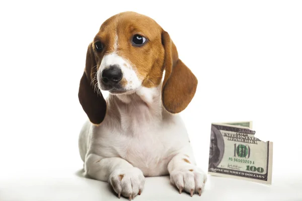 Afbeelding Van Hond Geld Witte Achtergrond — Stockfoto