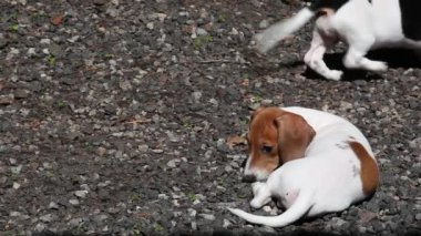 Köpek taşı arkaplanının görüntüleri 