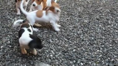 Köpek taşı arkaplanının görüntüleri 
