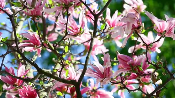 Imagens Flor Árvore Magnólia — Vídeo de Stock