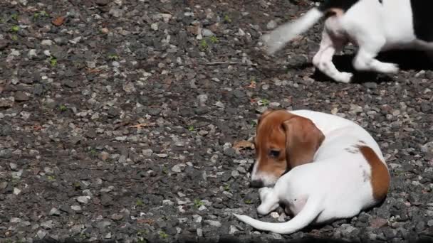 Съемка Фона Камня Собаки — стоковое видео