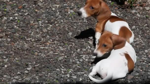 Köpek Taşı Arkaplanının Görüntüleri — Stok video