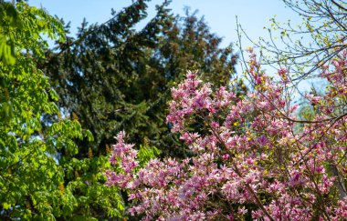 Ağaç mavisi gökyüzünün görüntüsü 