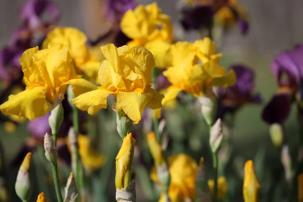 Bild Der Iris Blume Feld Hintergrund — Stockfoto