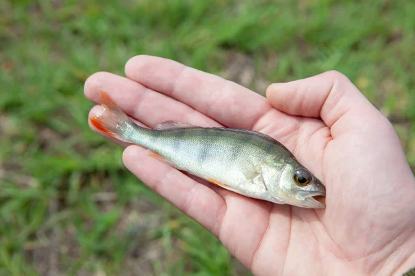 Imagen Pescado Mano Hierba Fondo —  Fotos de Stock