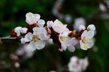 beyaz çiçekler yabani kiraz