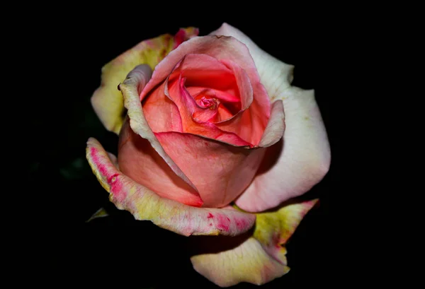 Rose auf schwarzem Hintergrund — Stockfoto