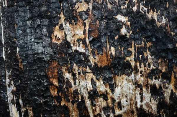 Ağaç kabuğu textura yandı