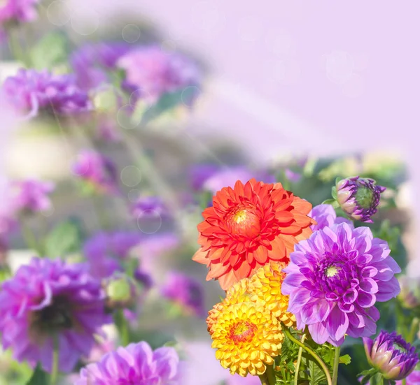 Beautiful dahlias, collage — Stock Photo, Image