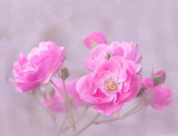 Rosa trädgård rosor gren — Stockfoto