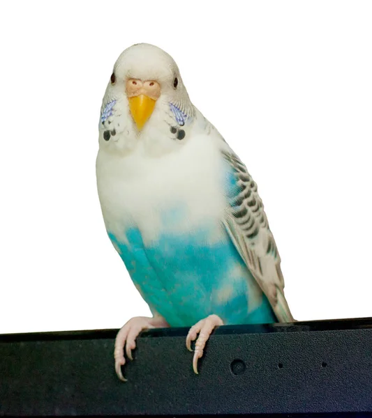 Budgerigar no fundo branco — Fotografia de Stock