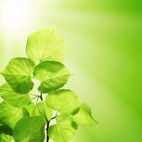 Bahar yeşil arka plan yeşil yaprakları ve güneş ışığı ile. Bahar bir — Stok fotoğraf