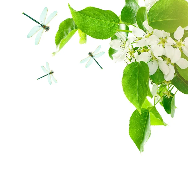 Healthy Spring Background with Green Leaves, Spring Flowers and — Stock Photo, Image