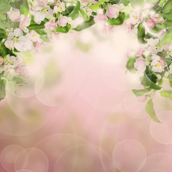 Bordure de la nature avec des fleurs de pomme et des brindilles aux feuilles vertes — Photo