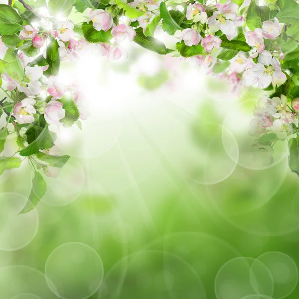 Fondo verde abstracto con flores blancas, hojas verdes y S — Foto de Stock