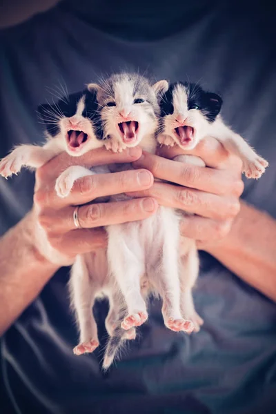 Mano maschile con gattini carini — Foto Stock