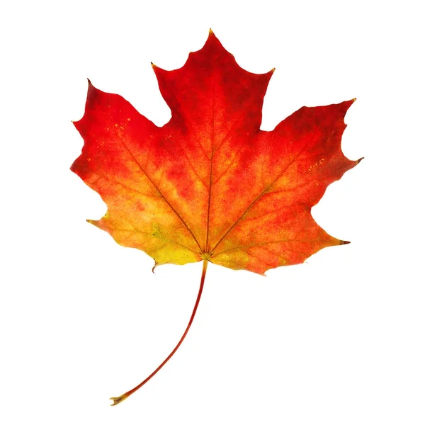 Herfst esdoorn blad geïsoleerd op witte achtergrond — Stockfoto