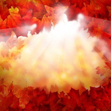 Sonbahar Sonbaharda akçaağaç arka plan bırakır. Sonbahar sınır