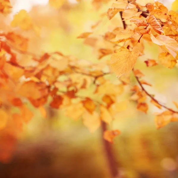 Abstrakte verschwommene Herbst Bokeh Hintergrund — Stockfoto