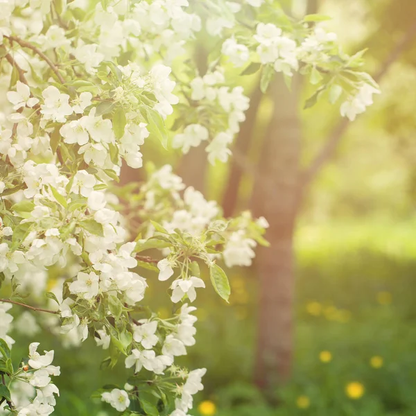 Tavaszi Alma virágok, virágos-tavaszi háttér — Stock Fotó